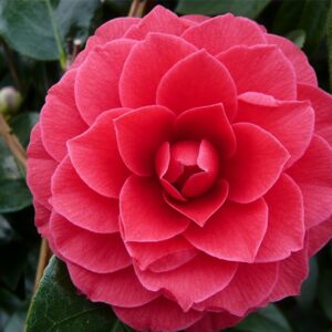 Camellia japonica Black Lace