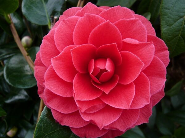 Camellia japonica Black Lace