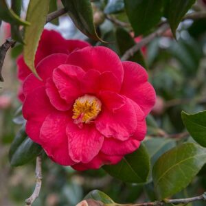 Camellia japonica