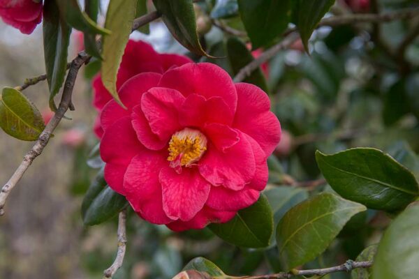 Camellia japonica