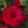 Camellia japonica Rosso Parachute Form
