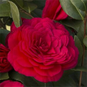 Camellia japonica Rosso Parachute Form