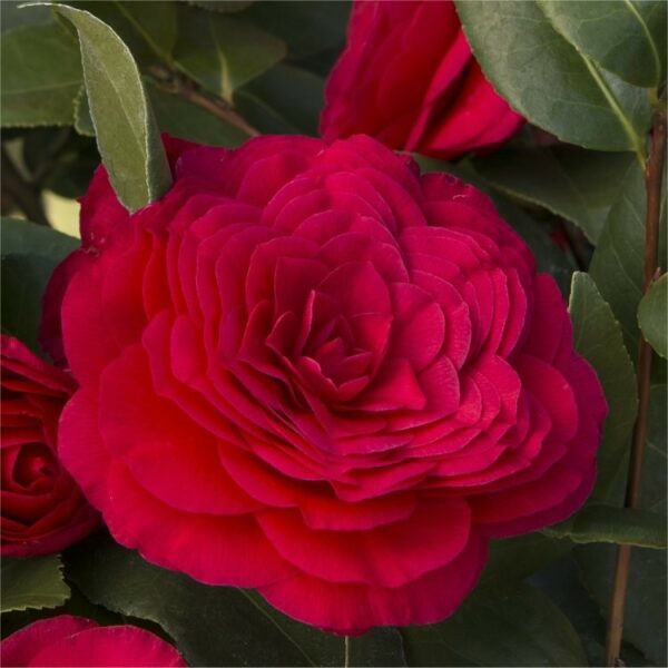 Camellia japonica Rosso Parachute Form