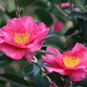 Camellia sasanqua Standard