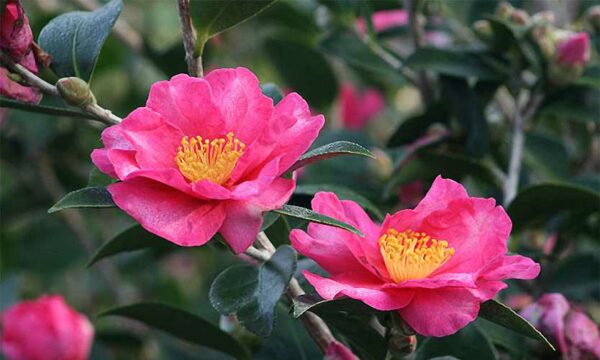 Camellia sasanqua Standard
