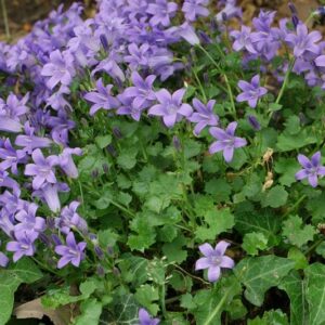 Campanula portenschlagiana