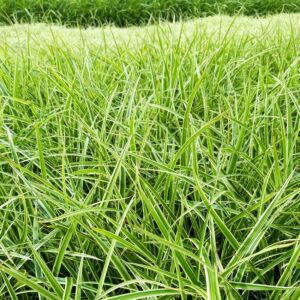Carex 'Evergold'