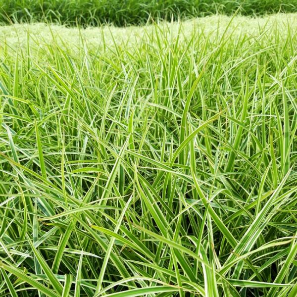 Carex morrowii Goldband