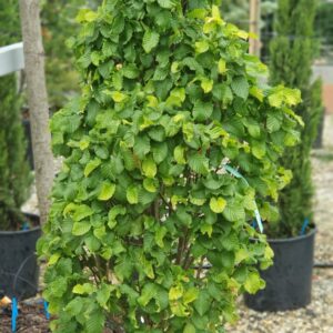 Carpinus betulus Monumentalis