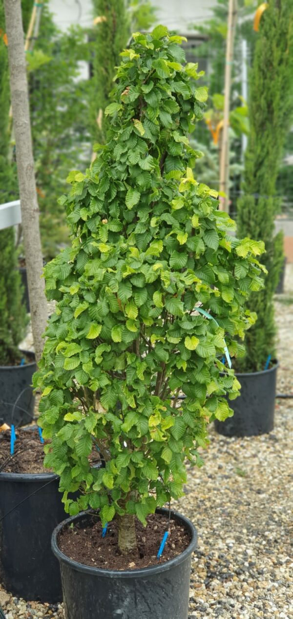 Carpinus betulus Monumentalis