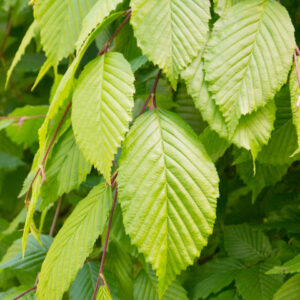 Carpinus Betulus Pendula / Weeping Hornbeam