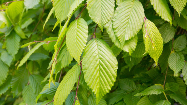 Carpinus Betulus Pendula / Weeping Hornbeam