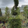 Cupressocyparis Leylandii Castlewellan Gold Cylinder & Spiral - 35L