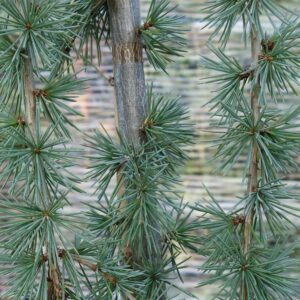 Cedrus atlantica Pendula