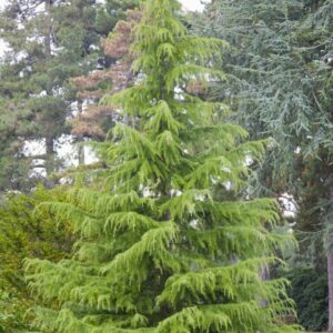 Cedrus deodara