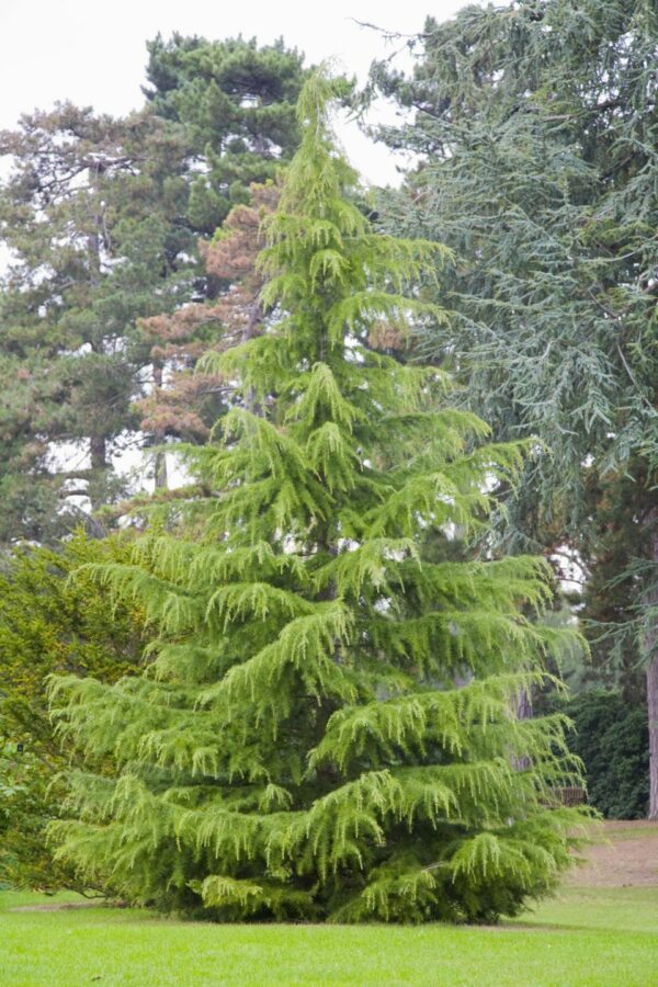 Cedrus deodara