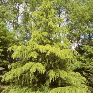 Cedrus deodara Aurea