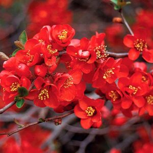 Chaenomeles × superba Crimson and Gold