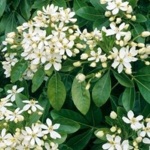 Choisya ternata