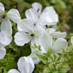 Clematis Chrysocoma