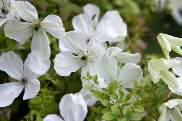 Clematis Chrysocoma