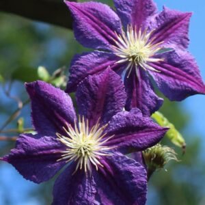 Clematis Star of India