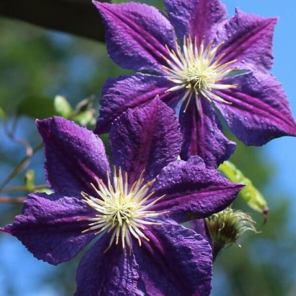 Clematis Star of India