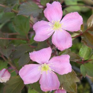 Clematis montana Tetrarose