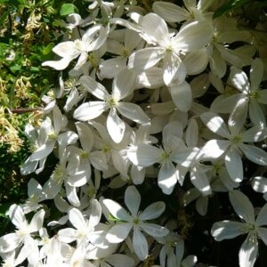 Clematis Snow Drift