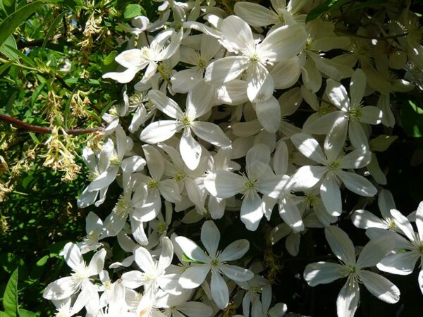 Clematis Snow Drift