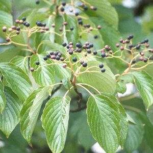 Cornus Controversa / Wedding Cake Tree