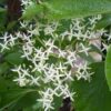 Cornus controversa Pagoda - 70L 200-250cm