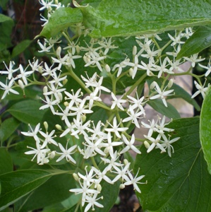 Cornus controversa Pagoda