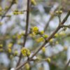 Cornus mas / Cornelian cherry - 35L 100-120cm