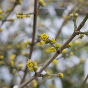 Cornus mas / Cornelian cherry