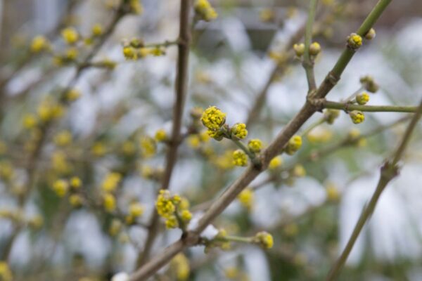 Cornus mas / Cornelian cherry