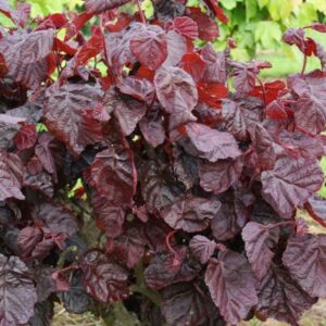 Corylus avellana Red Majestic
