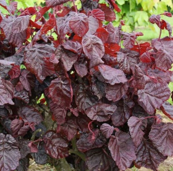 Corylus avellana Red Majestic