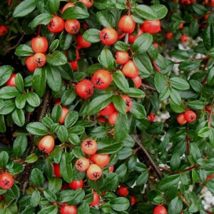 Cotoneaster Coral Beauty