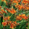 Crocosmia Emily Mckenzie - 2L