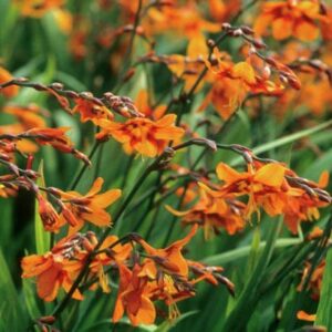Crocosmia Emily Mckenzie