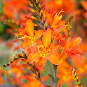 Crocosmia Jackanapes
