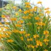 Crocosmia George Davidson - 2L