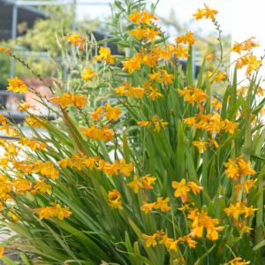 Crocosmia George Davidson