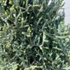 Cupressus Arizonica Fastigiata Balls - 90L 80-100cm