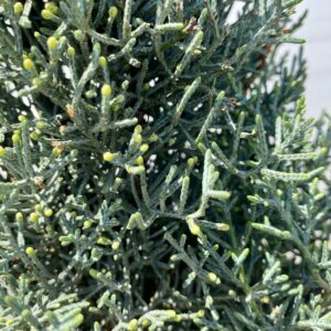 Cupressus Arizonica Fastigiata Balls