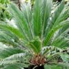 Cycas revoluta - 15L