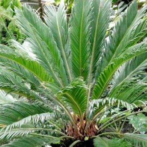 Cycas revoluta