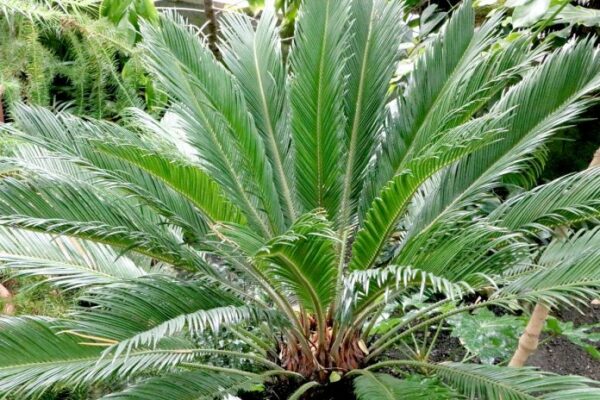 Cycas revoluta