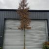 Carpinus betulus - Mature Standard Tree - 230L airpot, 20-25cm+ girth, 1.8m clear stem, 4-5m tall
